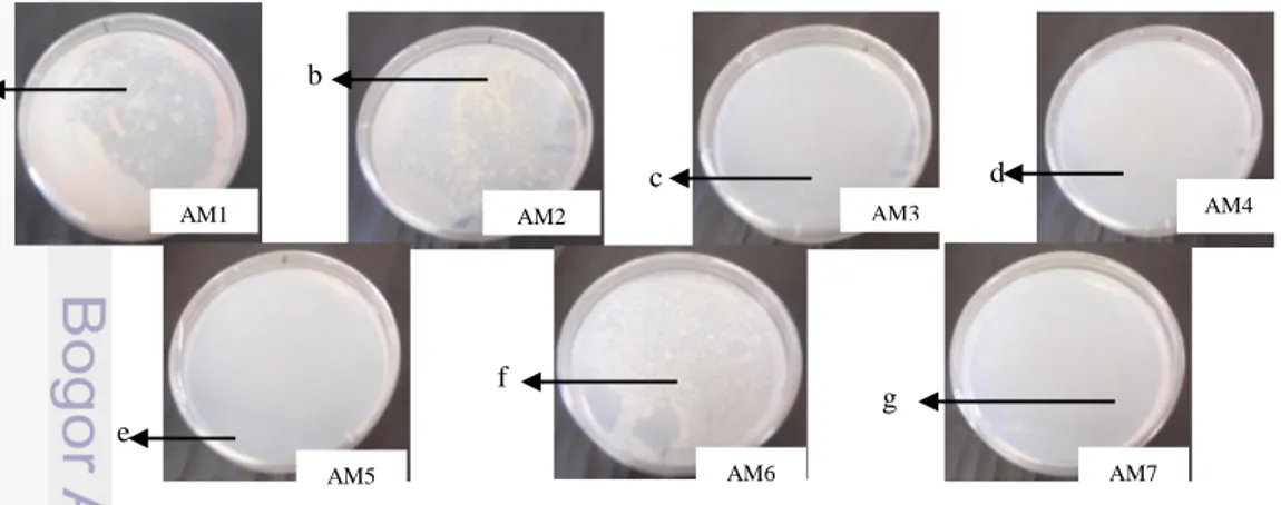 Gambar 1 Pertumbuhan bakteri pada media NMS padat. (a) koloni AM1 berwarna  merah,  masa  sel  banyak  (b)  koloni  AM2  berwarna  putih,  masa  sel  banyak  (c)  koloni  AM3  berwarna  putih,  masa  sel  sangat  sedikit  (d)  koloni  AM4  berwarna  putih,
