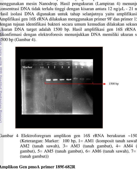 Gambar  4  Elektroforegram  amplikon  gen  16S  rRNA  berukuran  ~1500  bp  (Keterangan:  Marker:    100  bp,  1=  AM1  (komposit  tanah  sawah),  2= 