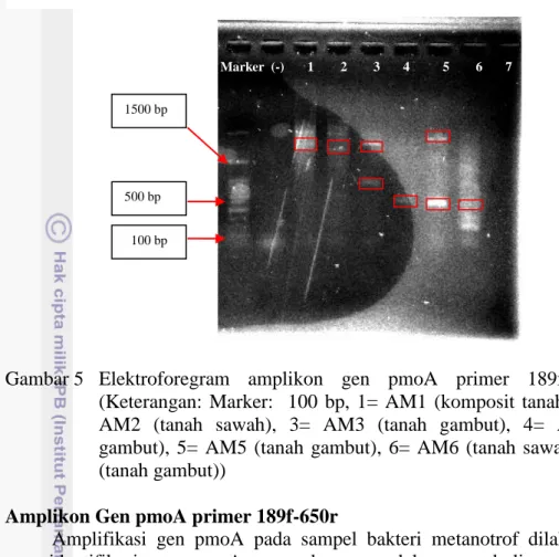 Gambar 5  Elektroforegram  amplikon  gen  pmoA  primer  189f    -  682r  (Keterangan:  Marker:    100  bp,  1=  AM1  (komposit  tanah  sawah),  2= 