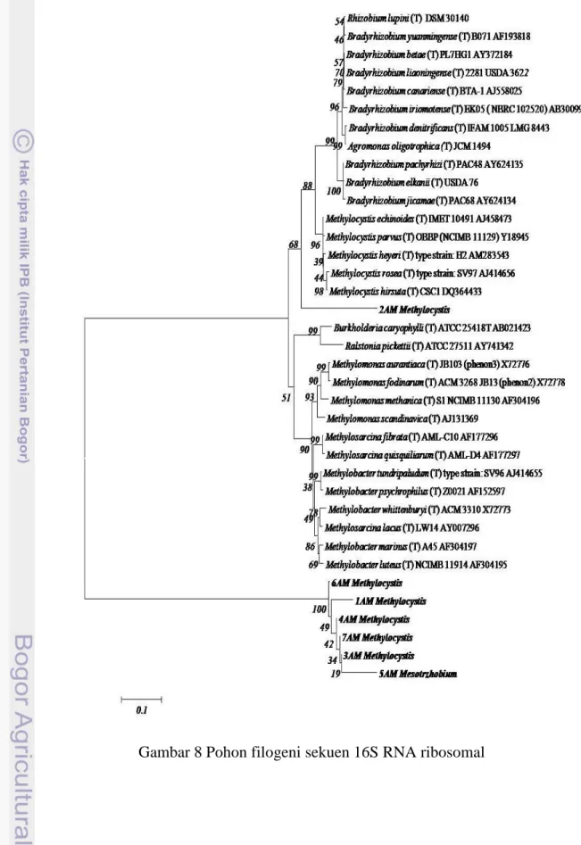 Gambar 8 Pohon filogeni sekuen 16S RNA ribosomal 