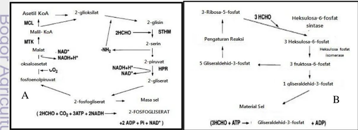 Gambar 10 Jalur metabolisme formaldehid; A) Jalur Serin dan B) Jalur RuMP  (Hanson &amp; Hanson 1996) 