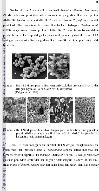 Gambar 4 dan 5 memperlihatkan hasil Scanning Electron Microscope 