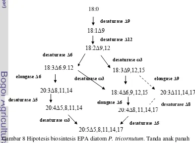 Gambar 8 Hipotesis biosintesis EPA diatom P. tricornutum. Tanda anak panah 