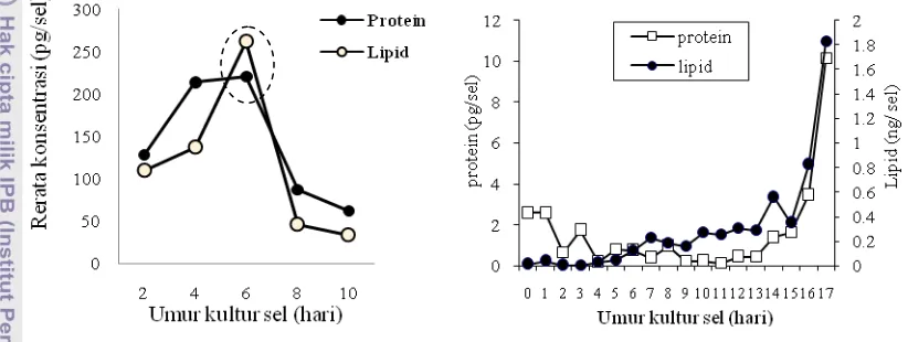 Gambar 16 Konsentrasi seluler protein dan lipid C. calcitrans (Phatarpekar et al.2000) (A) dan C
