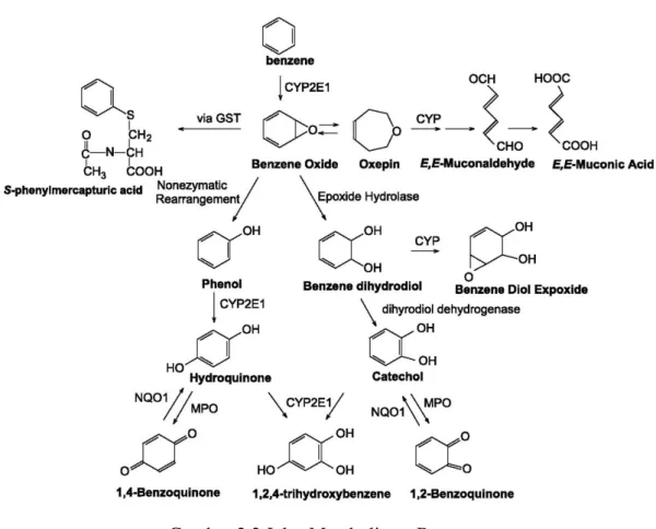 Gambar 2.2 Jalur Metabolisme Benzena 