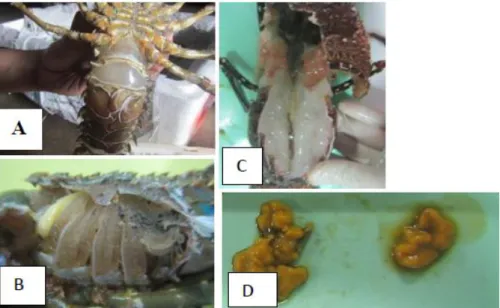 Gambar  9.  Lobster yang  terinfeksi  berat MHD-SL.  A)  abdomen, b)  cairan  putih  susu  yang  keluar  dari  abdomen  dan  rongga  organ  dalam,  c)  milky  hemolymph,  d)  insang  dan  hepatopancreas  berwarna  putih,  e)  usus  berwarna putih dan tidak