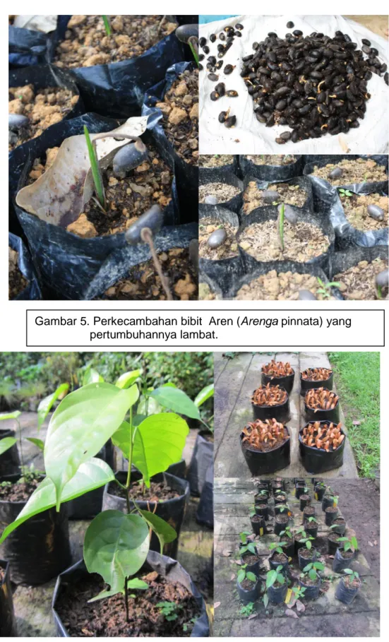Gambar 6. Penelitian Perkecambahan Biji Hopea bancana  dan                    pertumbuhan semainya di Kebun Raya Bogor