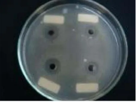 Gambar 1. Kemampuan Antagonistik Isolat BAL terhadap Bakteri Uji E. coli
