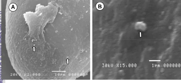Gambar 3.1   Perlekatan E.coli K99 pada zona pelusida melalui pengamatan  SEM (Scanning Electrone Microscopy)