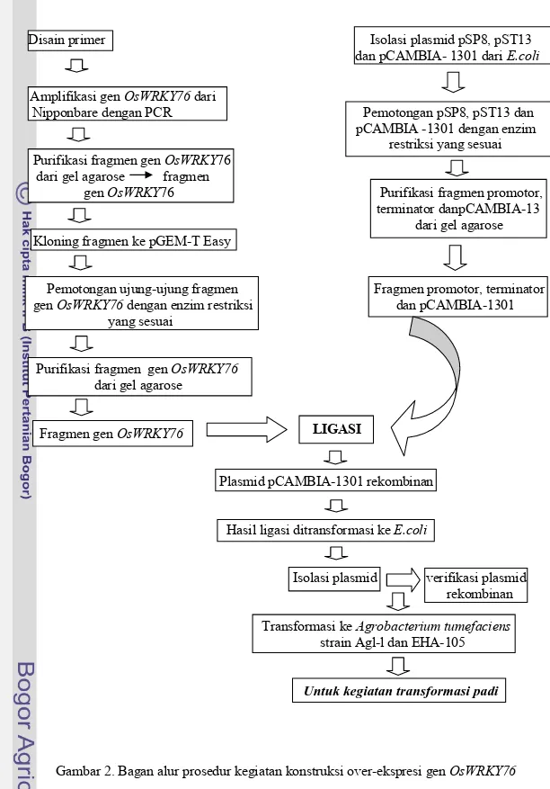 Gambar 2. Bagan alur prosedur kegiatan konstruksi over-ekspresi gen OsWRKY76             
