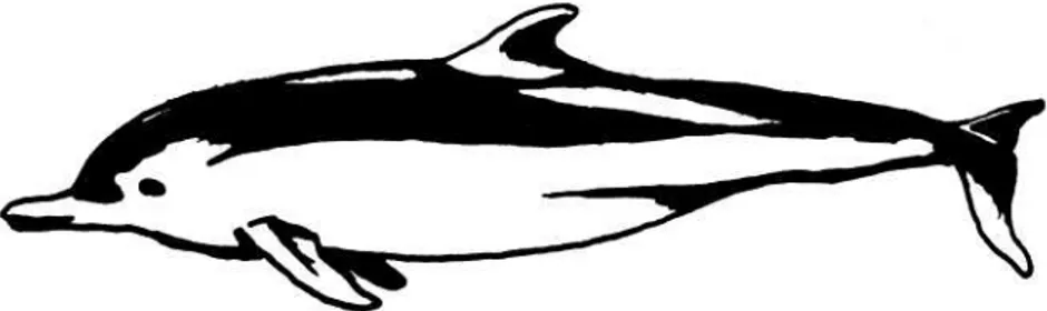 Gambar   2.    Delphininae sp. atau yang umum disebut juga Malacca Dolfin. 