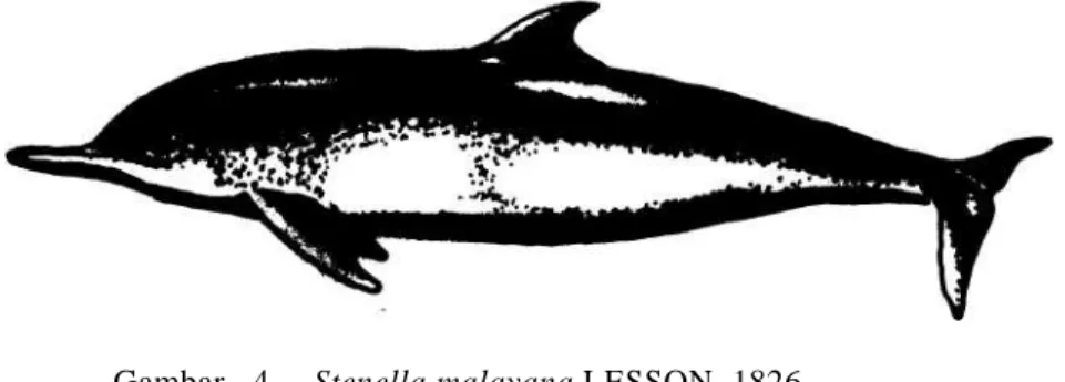 Gambar   4.    Stenella malayana LESSON, 1826.  Disebut juga dengan nama : Malay Dolfin