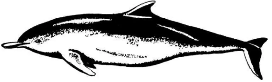 Gambar   6.    Delphininae sp. atau yang biasa disebut dengan nama : Java Sea  Dolfin