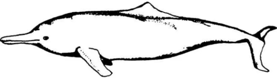 Gambar   8.     Sousa (Sotalia) borneensis (LYDEKKER, 1901).  Lebih dikenal dengan nama : Borneo White Dolfin