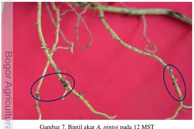 Gambar 7. Bintil akar A. pintoi pada 12 MST 