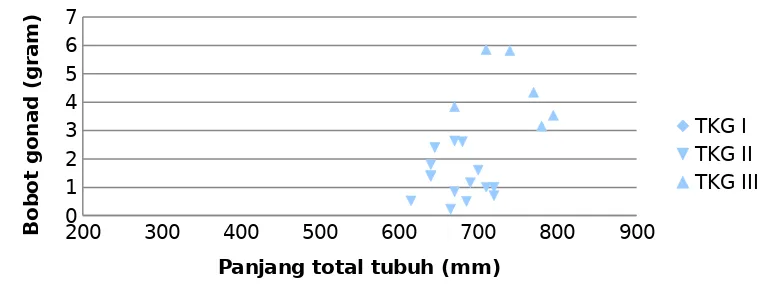 Gambar 2. Distribusi (ekor) tingkat kematangan gonad  ikan pari (Dasyatis kuhliiMüller & Henle, 1841) jantan berdasarkan kisaran panjang tubuh(mm) yang didapatkan selama penelitian