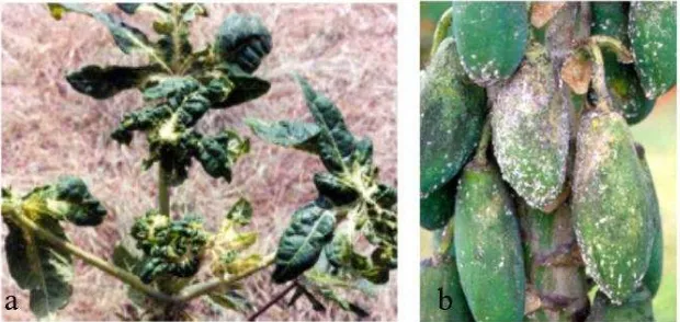 Gambar 2  Gejala kerusakan yang ditimbulkan oleh  P. marginatus. (a) malformasi daun, (b) serangan pada buah, (Sumber: Walker et al