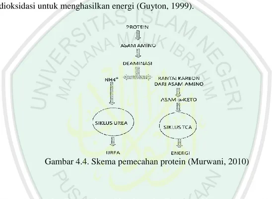 Gambar 4.4. Skema pemecahan protein (Murwani, 2010) 