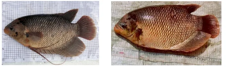 Gambar 1 & 2. Osphronemus gouramy Jantan