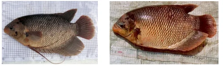 Gambar 1 & 2. Osphronemus gouramy Jantan