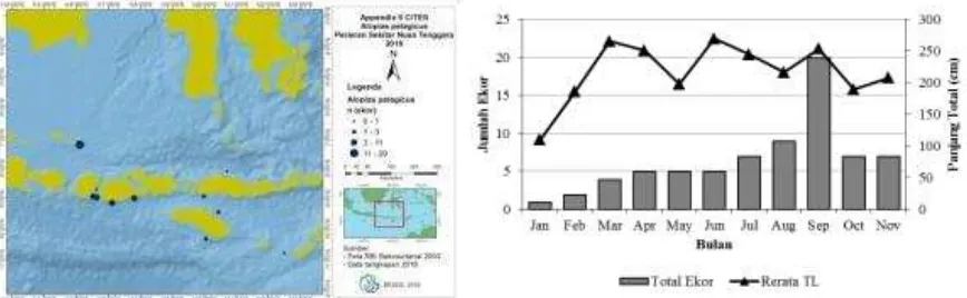 Gambar 1.  Sebaran kelimpahan relatif dan fluktuasi tangkapan dan rerata ukuran panjang total Alopias pelagicus yang didaratkan di Tanjung Luar pada Tahun 2016 