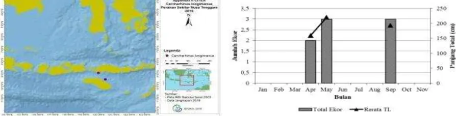 Gambar 7.  Sebaran kelimpahan relatif dan fluktuasi tangkapan dan rerata ukuran panjang total Carcharhinus longimanus yang didaratkan di Tanjung Luar pada Tahun 2016 