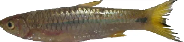 Gambar 1. Ikan wader pari (Rasbora lateristriata Bleeker), TL 8,7 cm 