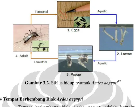 Gambar 3.2. Siklus hidup nyamuk Aedes aegypti 17 