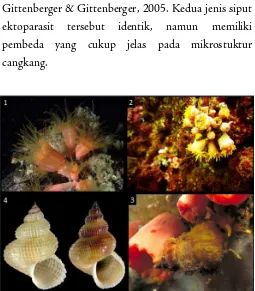 Gambar 5. Habitat siput ektoparasit pada inangnya yang berupa karang matahari (Dendrophyllidae)   