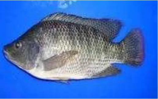 Gambar 1. Ikan Nila BEST (Oreochromis niloticus) 