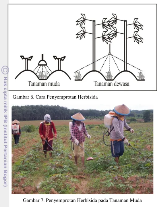 Gambar 6. Cara Penyemprotan Herbisida 