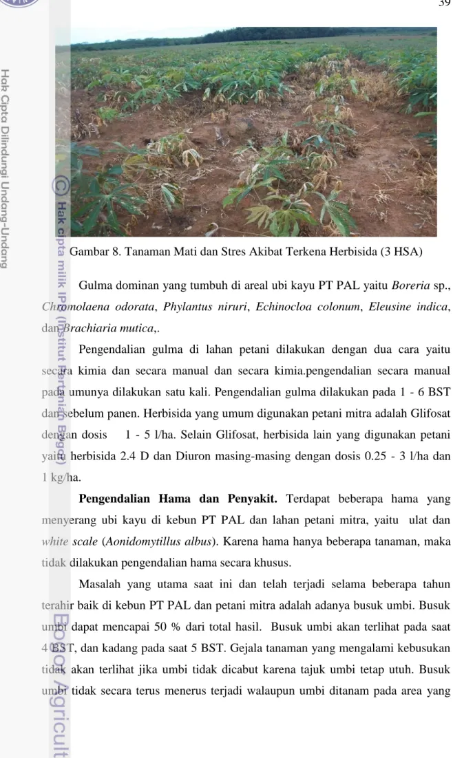 Gambar 8. Tanaman Mati dan Stres Akibat Terkena Herbisida (3 HSA)  Gulma dominan yang tumbuh di areal ubi kayu PT PAL yaitu Boreria sp.,  Chromolaena  odorata,  Phylantus  niruri,  Echinocloa  colonum,  Eleusine  indica,  dan Brachiaria mutica,