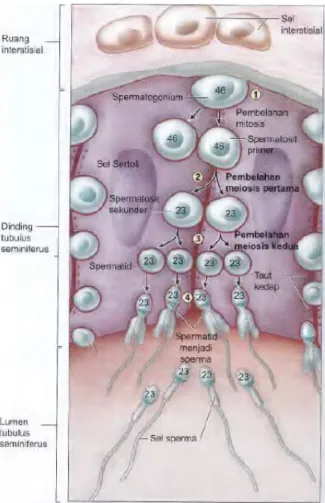 Gambar 3. Tahapan spermatogenesis (Mescher, 2012). 