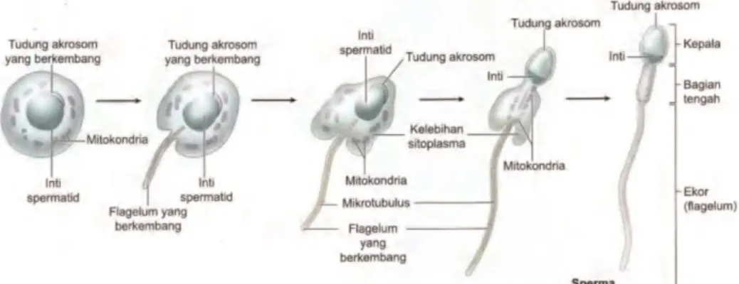 Gambar 4. Tahapan Spermiogenesis (Mescher, 2012). 