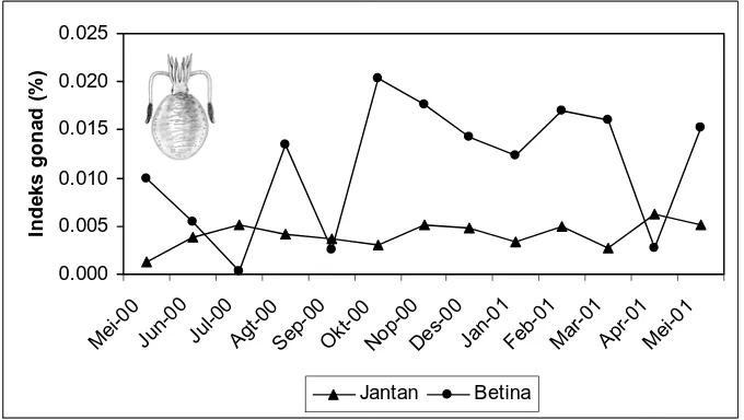 Gambar 4.  Sepioteuthis lessoniana Lesson, 1830. Kurva indeks gonad cumi-cumi jantan dan betina pada setiap waktu pengambilan sampel  