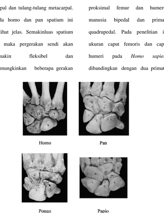 Gambar 2. Tulang carpal dan metacarpal pada beberapa fosil 1