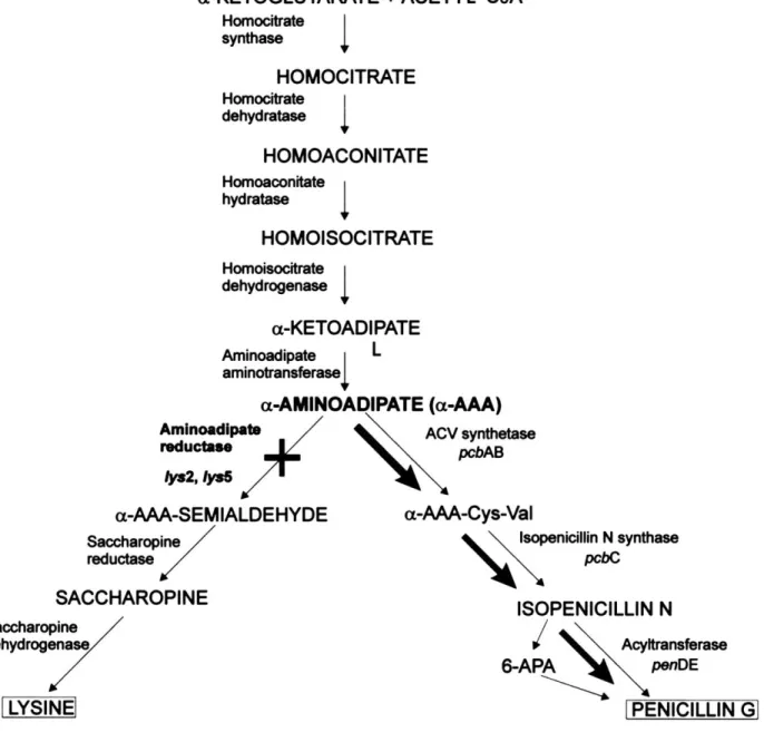Figure 2. Biosynthesis pathway of penicillin and lysine in P. chrysogenum (Casqueiro et al