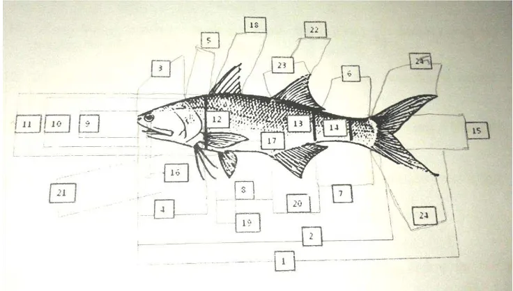 Gambar 4. Pengukuran bagian tubuh ikan 