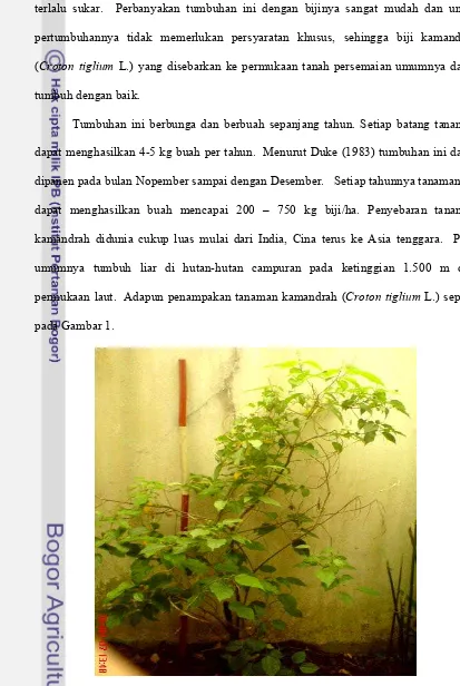 Gambar 1. Tanaman Kamandrah (Croton tiglium L.) Ketinggian 150 cm 