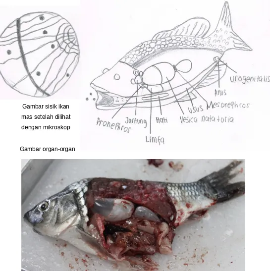 Gambar sisik ikan