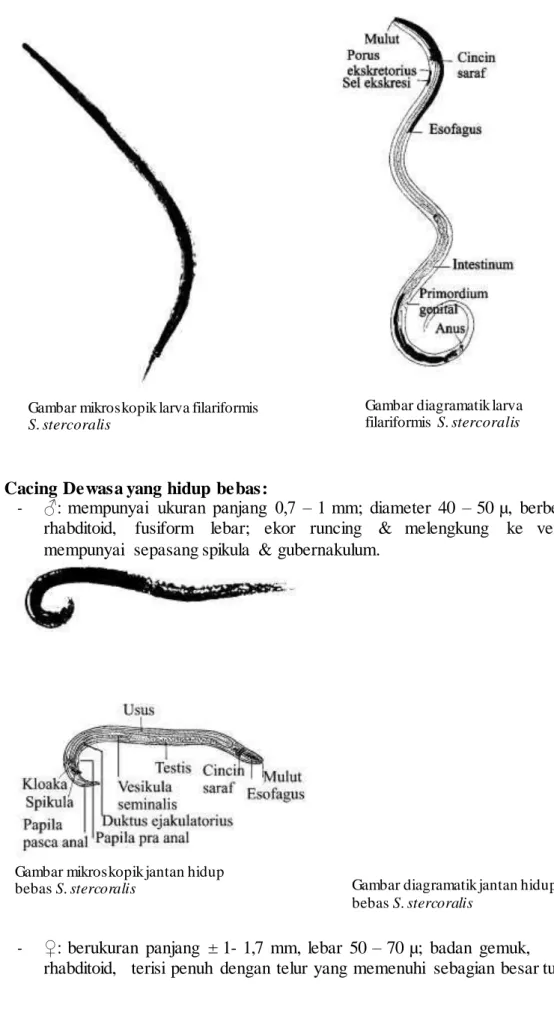 Gambar diagramatik larva  filariformis S. stercoralis 