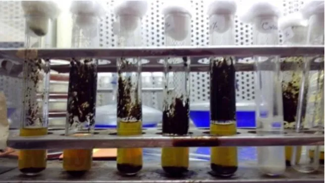 Gambar  1.  Perubahan  kekeruhan  pada  uji dilusi ekstrak etanol daun sirih merah  