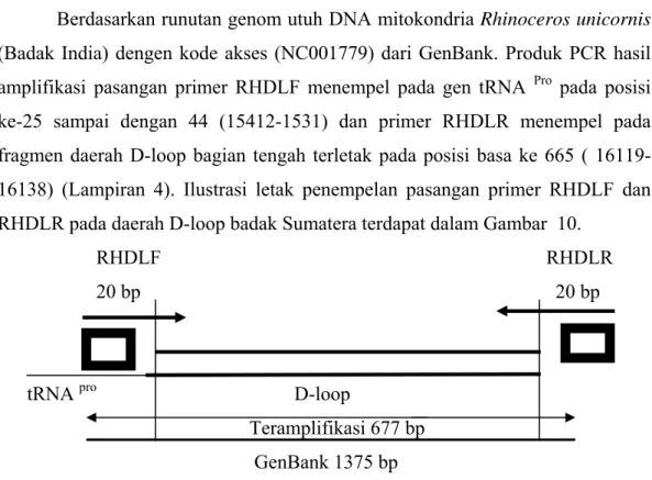 Gambar 9 Hasil amplifikasi daerah D-loop dengan menggunakan pasangan                                              primer RHDLF dan RHDLR setelah dimigrasikan dalam gel                                                agarosa 1.2 % pada tegangan 90 volt selam