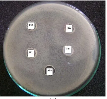 Gambar 5.2  Zona hambat produk supernatan yoghurt : (1) terhadap Bakteri E.coli                                                                                              (2) terhadap Bakteri S