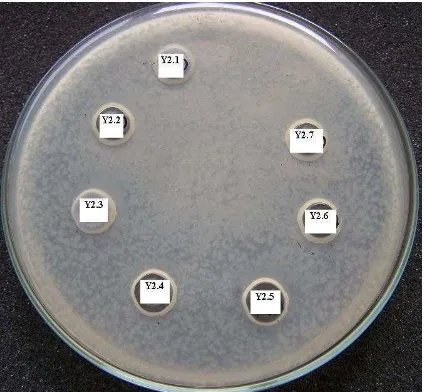 Gambar 5.3  Zona hambat produk ekstrasel BAL terhadap Bakteri E.coli 