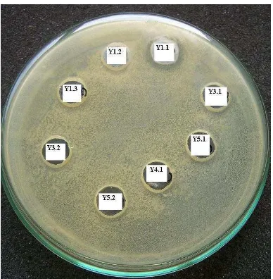 Gambar 5.4  Zona hambat produk ekstrasel BAL terhadap Bakteri S. aureus 