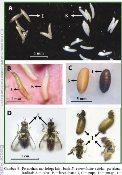 Gambar 8  Perubahan morfologi lalat buah  