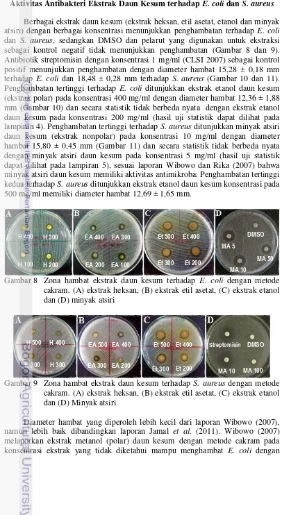 Gambar 8 Zona hambat ekstrak daun kesum terhadap  E. coli dengan metode 