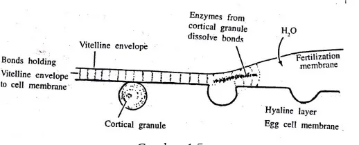 Gambar 1.5 Diagram reaksi korteks dan pembentukan ruang perivitelin sesaat setelah sperma masuk ke