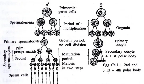 Gambar 1.1 Diagram spermatogenesis dan oogenesis (Sumber : Harder, 1975, hlm. 66)
